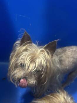 Mixed Breed Dogs Available for Adoption in Dallas, Texas - SCRUFFY | PetCurious