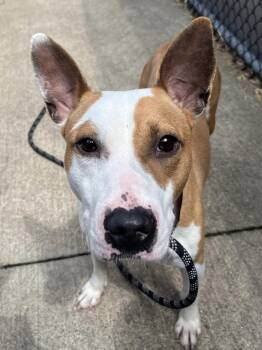 Pit Bull Terrier Dogs Available for Adoption in Chicago, Illinois - Doll | PetCurious