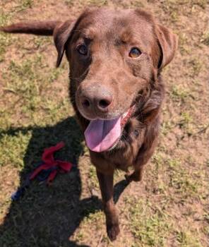 Rescue Chocolate Labrador Retriever Dogs for Adoption in Killingworth, Connecticut - Ares | PetCurious