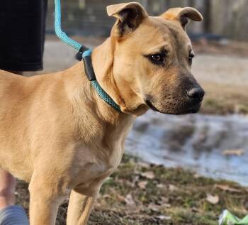 Bulldog Dogs Available for Adoption - Nacho | PetCurious