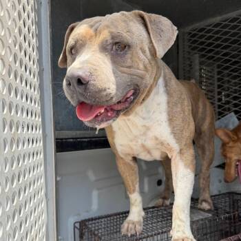 Norman -  Pit Bull Terrier and Mixed Breed Dog for Adoption in Edinburg, Texas - Norman | PetCurious