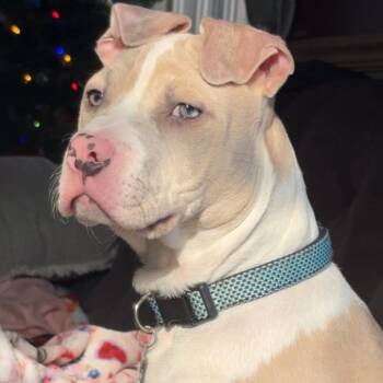 American Bulldog Dogs Available for Adoption in South Elgin, Illinois - Pluto - Home To Home | PetCurious