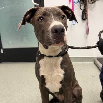 Sedona -  Pit Bull Terrier and Labrador Retriever Dog for Adoption in Abilene, Texas - Sedona | PetCurious