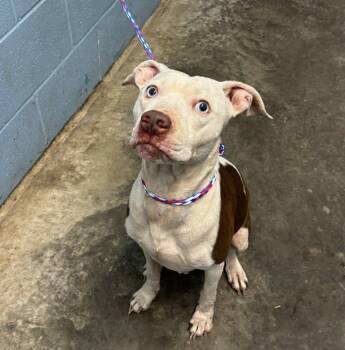 Rescue Pit Bull Terrier Dogs for Adoption in Evansville, Indiana - Kiki | PetCurious