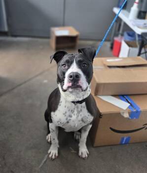 JD -  Mixed Breed Dog for Adoption in Dallas, Texas - JD | PetCurious
