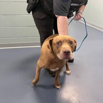 Diesel -  Labrador Retriever Dog for Adoption in Greensboro, North Carolina - Diesel | PetCurious