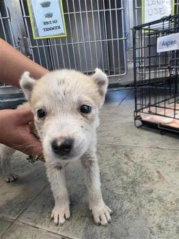 Rescue Husky Dogs for Adoption in San Antonio, Texas - RAINEY | PetCurious