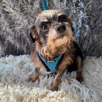 Rescue Terrier Dogs for Adoption in San Diego, California - Luly | PetCurious