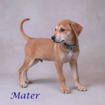 Mater D26-080 -  Beagle and Husky Dog for Adoption in Lebanon, Tennessee - Mater D26-080 | PetCurious