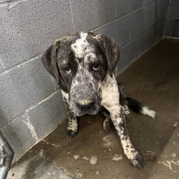 Miss doorknob -  Mixed Breed Dog for Adoption in Corbin, Kentucky - Miss Doorknob | PetCurious