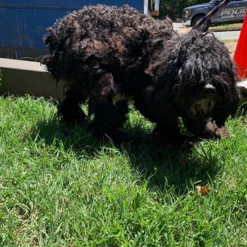 Skipper -  Cockapoo and Miniature Poodle Dog for Adoption in Charlottesville, Virginia - Skipper | PetCurious
