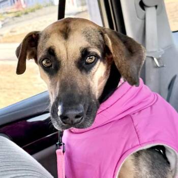 Denali -  Mixed Breed Dog for Adoption in Sandwich, Massachusetts - Denali | PetCurious