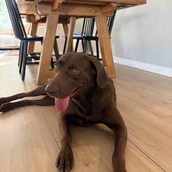 Moose -  Chocolate Labrador Retriever Dog for Adoption in Lakewood Ranch, Florida - Moose | PetCurious