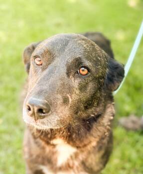 Skylo-Transport -  Mixed Breed Dog for Adoption in Gradyville, Kentucky - Skylo-Transport | PetCurious