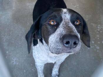 SAINT -  Pointer and Mixed Breed Dog for Adoption in Tustin, California - SAINT | PetCurious