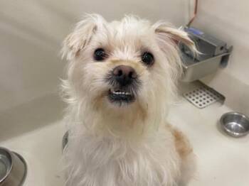 Terrier Dogs Available for Adoption in Portland, Oregon - Gus | PetCurious