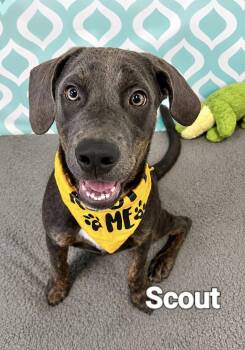 Scout -  Hound Dog for Adoption in Manchester, Connecticut - Scout | PetCurious