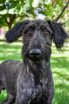 Schnoodle -  Standard Poodle and Schnauzer Dog for Adoption in Yakima, Washington - Schnoodle | PetCurious