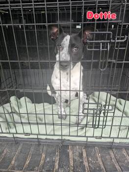 Australian Cattle Dog Blue Heeler Dogs Available for Adoption in Rock Hill, New York - Dottie | PetCurious