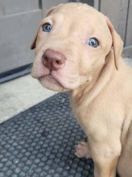 Loam -  Labrador Retriever and Pit Bull Terrier Dog for Adoption in Pottstown, Pennsylvania - Loam | PetCurious