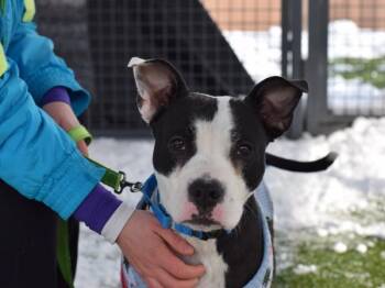 Chai -  Mixed Breed Dog for Adoption - Chai | PetCurious
