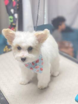 PopCorn -  Poodle and Maltipoo Dog for Adoption in Fresno, California - PopCorn | PetCurious