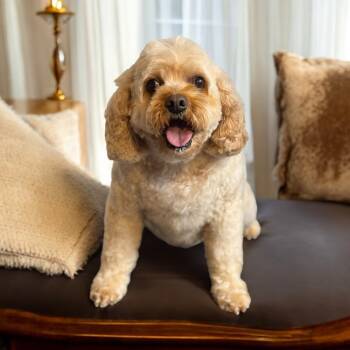 Rescue Cavalier King Charles Spaniel and Standard Poodle Dogs for Adoption in Omaha, Nebraska - Cavapoo - Koby ( Formerly Known As Louie) Special Needs Please R | PetCurious