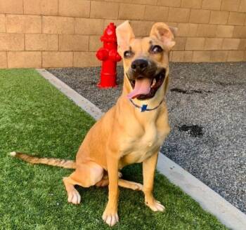 Rescue Shepherd Dogs for Adoption in San Marcos, California - URGENT! SAVE ME PLEASE! Archibold ID#A545788 | PetCurious