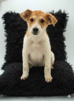 Rescue Great Pyrenees and Mixed Breed Dogs for Adoption in Bowling Green, Kentucky - Godzilla | PetCurious