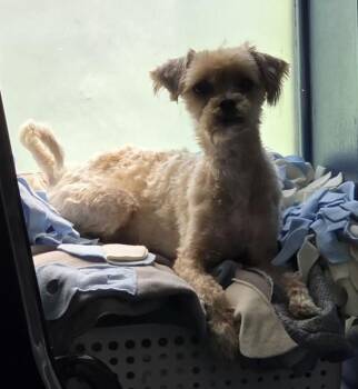Yorkshire Terrier and Shih Tzu Dogs Available for Adoption in Warren, Michigan - Mochi | PetCurious