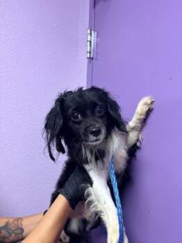 61738707 -  Chihuahua and Mixed Breed Dog for Adoption in El Paso, Texas - 61738707 | PetCurious