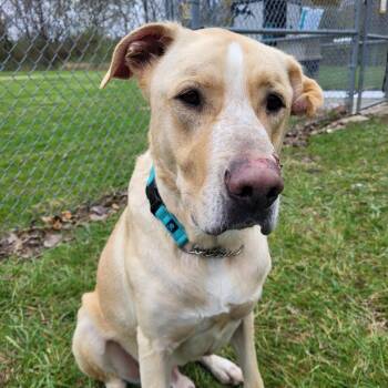 Bruiser -  Yellow Labrador Retriever and Mixed Breed Dog for Adoption in Springfield, Illinois - Bruiser | PetCurious