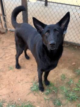 Reed -  German Shepherd Dog Dog for Adoption - Reed | PetCurious