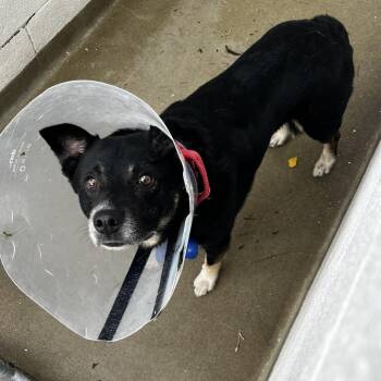 71973 -  Mixed Breed Dog for Adoption in Harrisonburg, Virginia - 71973 | PetCurious