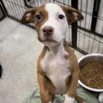 Bob -  Terrier Dog for Adoption in Birmingham, Alabama - Bob | PetCurious