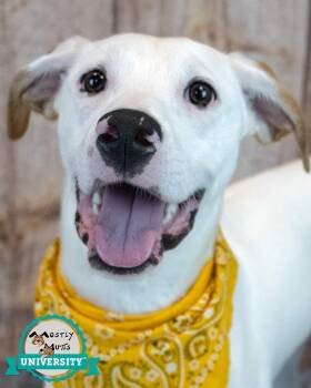 Jericho -  Hound and American Bulldog Dog for Adoption in Kennesaw, Georgia - Jericho | PetCurious