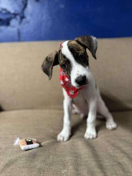 Rescue Labrador Retriever Dogs for Adoption in New York, New York - Roger | PetCurious