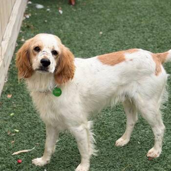 Spaniel and Mixed Breed Dogs Available for Adoption in New Orleans, Louisiana - Willoughby (Benefactor Dog) | PetCurious