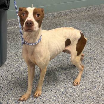 Rescue American Staffordshire Terrier Dogs for Adoption in Greenville, South Carolina - Terken | PetCurious