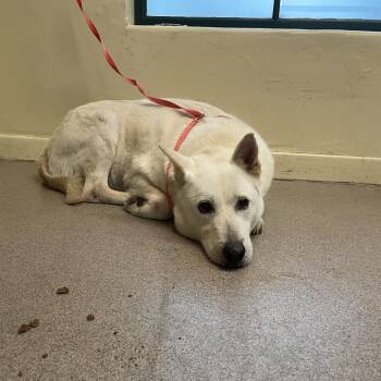 German Shepherd Dog and Mixed Breed Dogs Available for Adoption in Pasadena, California - Marley | PetCurious
