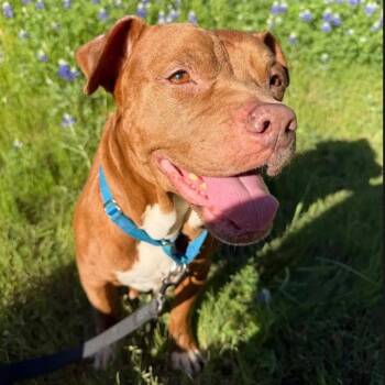 Pit Bull Terrier Dogs Available for Adoption - Benny B | PetCurious