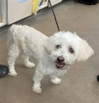 Mixed Breed Dogs Available for Adoption in Dallas, Texas - SNOWFLAKE | PetCurious