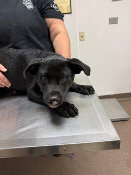 Griffin -  Labrador Retriever and Mixed Breed Dog for Adoption in South Bend, Indiana - Griffin | PetCurious