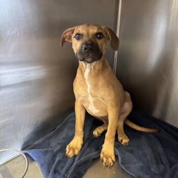 Rescue Black Mouth Cur and Mixed Breed Dogs for Adoption in Northbrook, Illinois - Elroy | PetCurious
