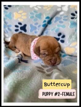Pit Bull Terrier Dogs Available for Adoption in Plano, Texas - Buttercup | PetCurious
