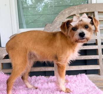 Izzy -  Terrier Dog for Adoption in New York, New York - Izzy | PetCurious
