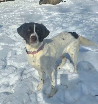 Sadie -  English Pointer Dog for Adoption in Metropolis, Illinois - Sadie | PetCurious