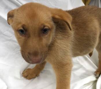 Frida -  Shepherd Dog for Adoption in Thief River Falls, Minnesota - Frida | PetCurious