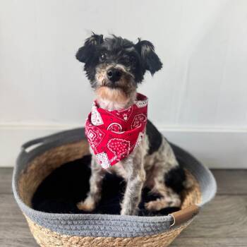 Bobert -  Shih Tzu and Miniature Poodle Dog for Adoption in Brownsboro, Alabama - Bobert | PetCurious