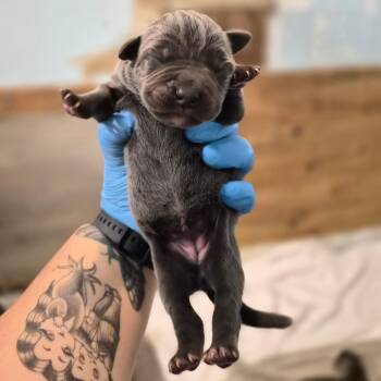 Macchiato -  Cane Corso Dog for Adoption in Wahiawa, Hawaii - Macchiato | PetCurious